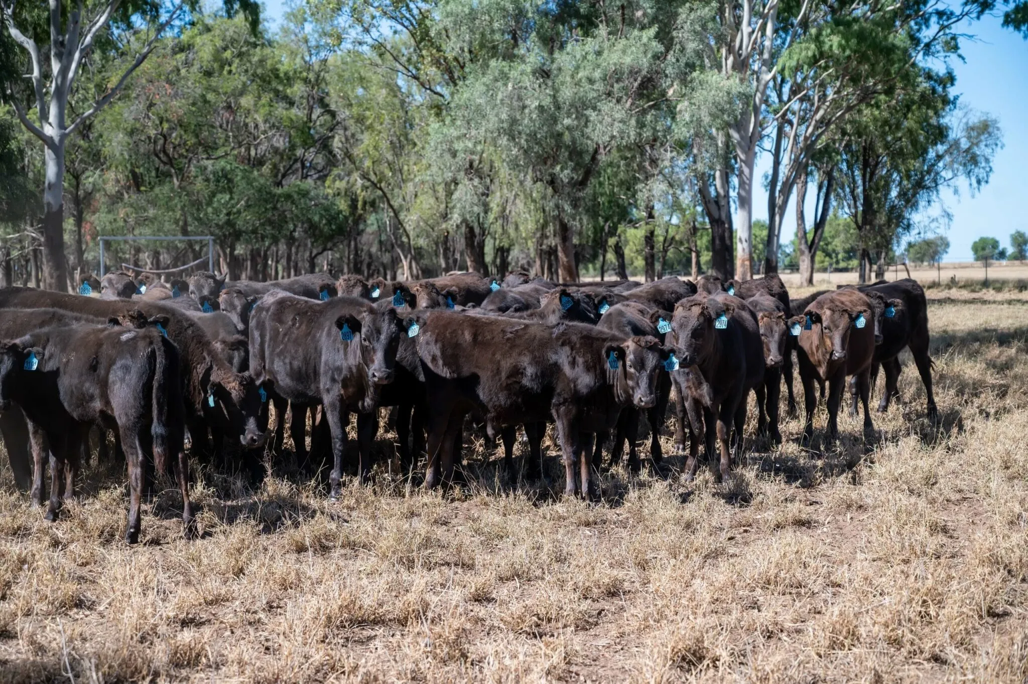 Wagyu weaners with ear tags at the rail