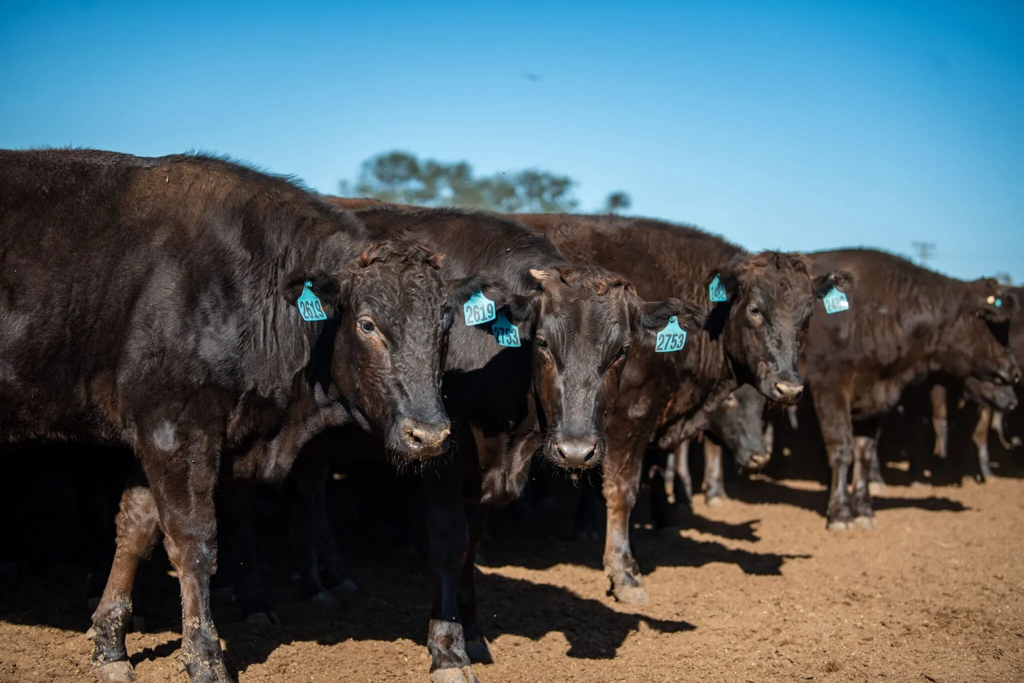 Wagyu cattle grazing among the gums