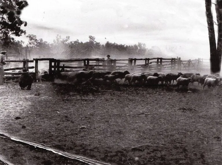A black and white photograph of sheep being counted through a timber yard gate, with two people watching