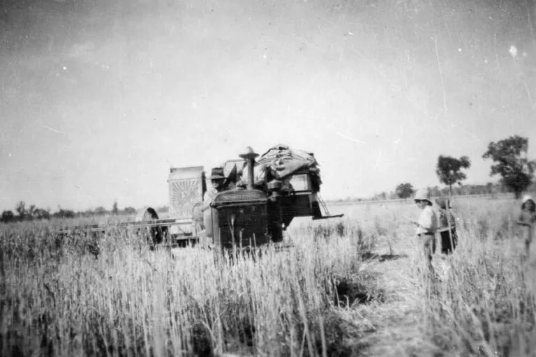 A black and white photograph of a harvester at work in a crop, with its operators alongside