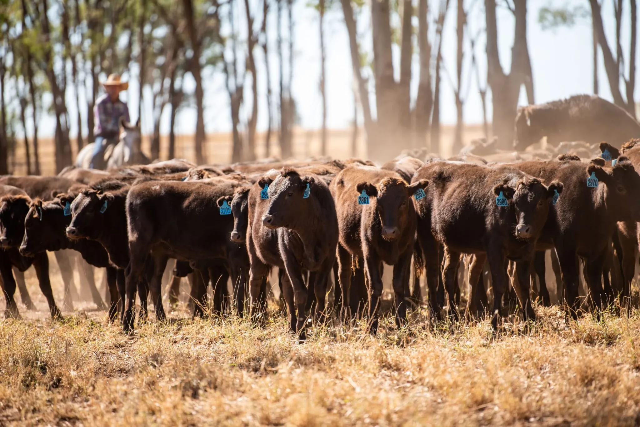 A mob of Fullblood Wagyu cattle with ear tags, a rider behind them