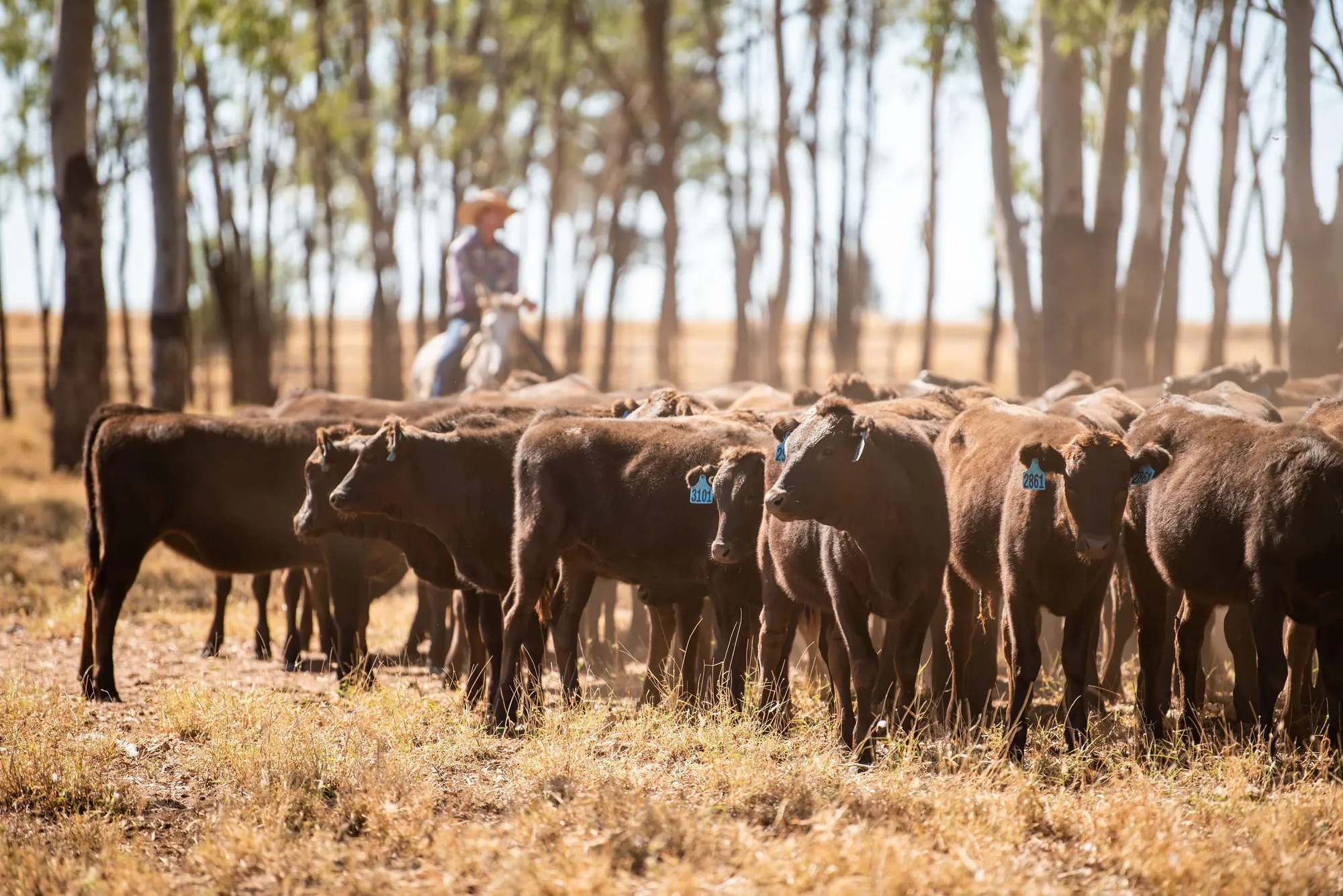 A mob of Wagyu cattle with ear tags moving through open gum country, a rider on horseback behind them