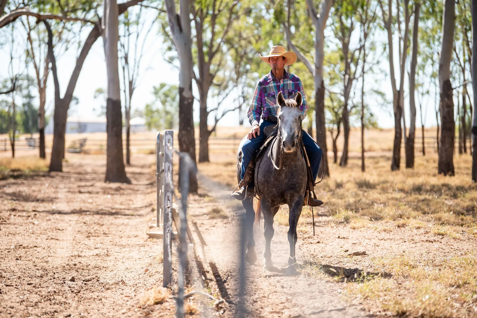 A stockman on a grey horse riding up the track between gum trees