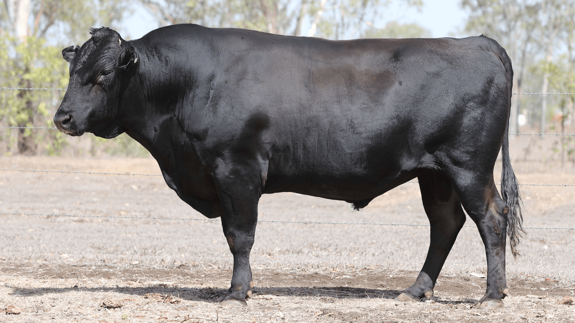 CODENWARRA HIRASHIGETAYASU L1299, fullblood Wagyu sire