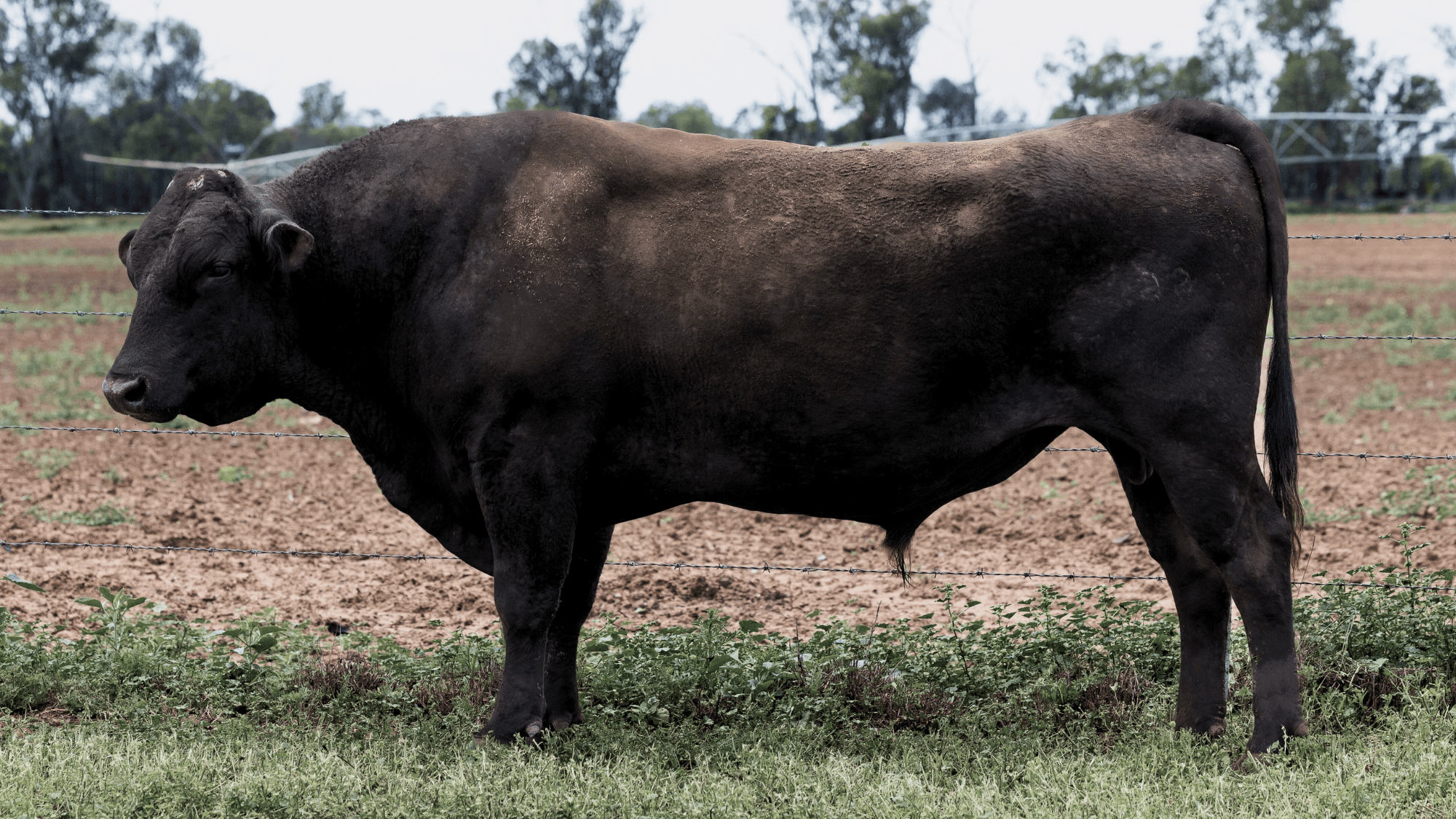 MARATHON MICHIFUKU Q0022 (ET), fullblood Wagyu sire