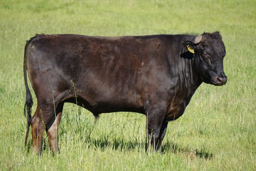 MAYURA PROPHET P1033 (AI) (ET), fullblood Wagyu sire