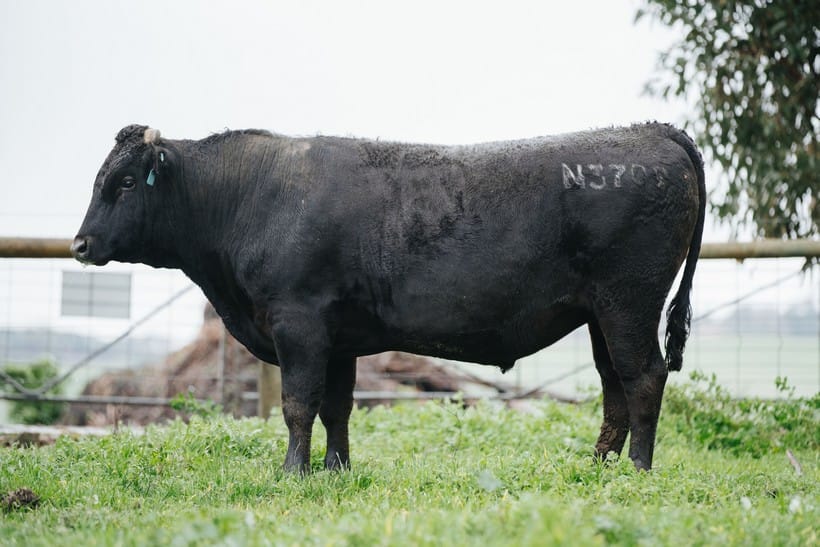 TYDDEWI N3709 (ET), fullblood Wagyu sire