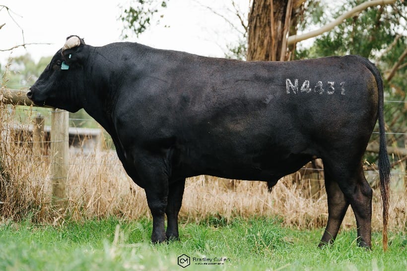 TYDDEWI N4431 (ET), fullblood Wagyu sire