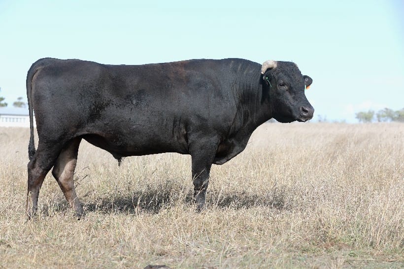 TYDDEWI N7245 (ET), fullblood Wagyu sire