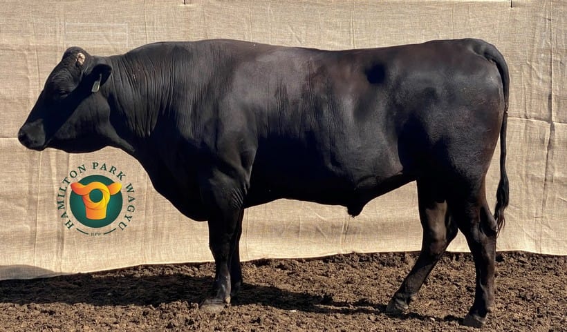 HAMILTON PARK WAGYU 0065 (ET), fullblood Wagyu sire