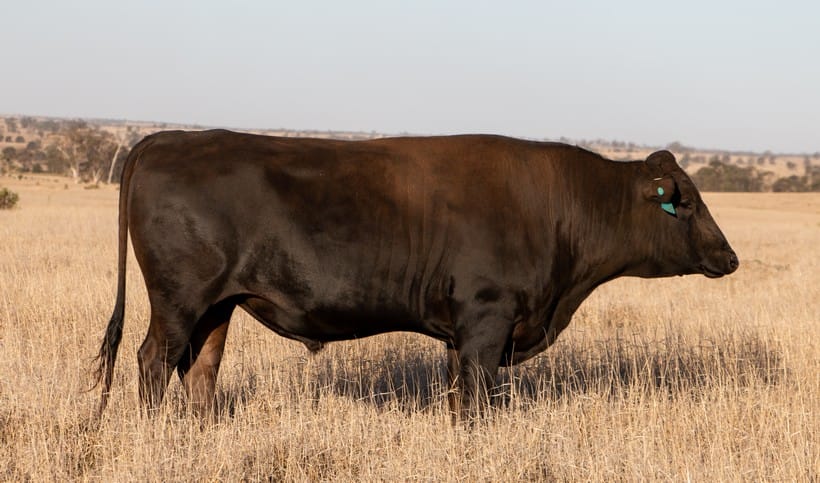 HAWKESBURY SHIGESHIGETANI Q0121 (AI) (ET), fullblood Wagyu sire