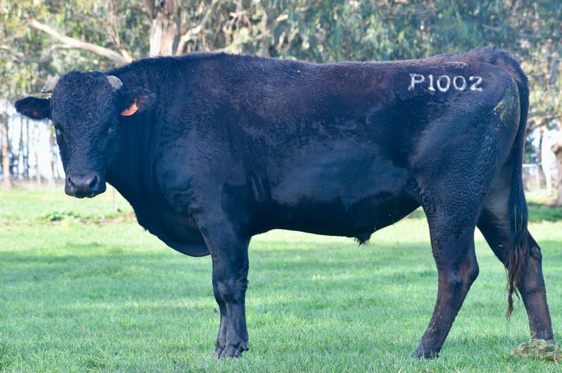 IRONGATE MICHIFUKU P1002 (AI), fullblood Wagyu sire