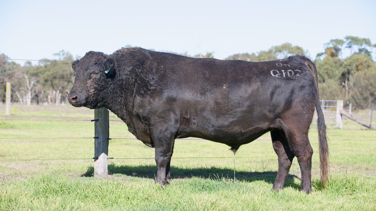 DOOR KEY Q0102 (AI) (ET), fullblood Wagyu sire