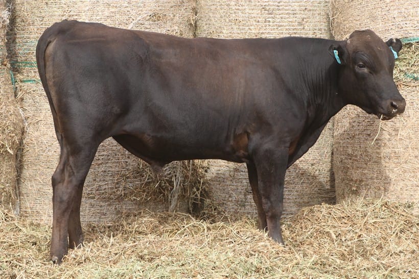 CODENWARRA HIRASHIGETAYASU M01572, fullblood Wagyu sire