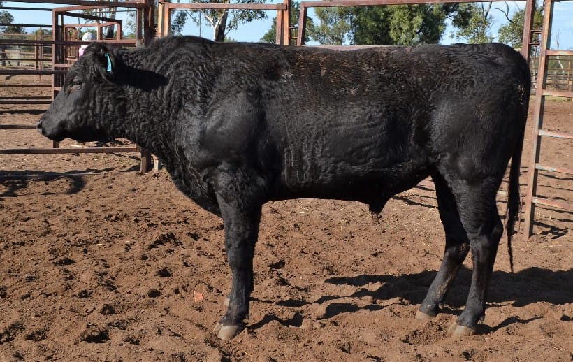 CODENWARRA MICHIFUKU N1940, fullblood Wagyu sire