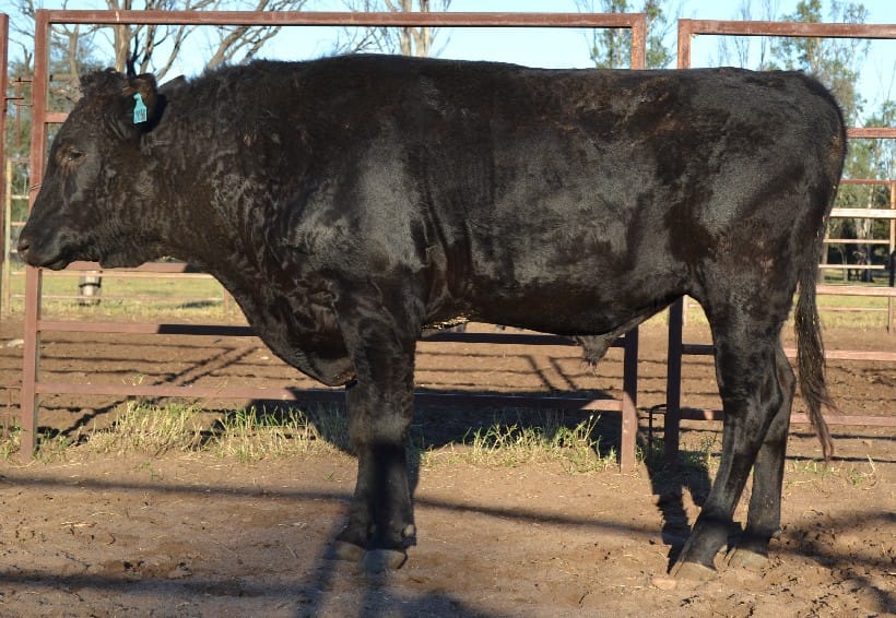 CODENWARRA SHIKIKAN N2050, fullblood Wagyu sire