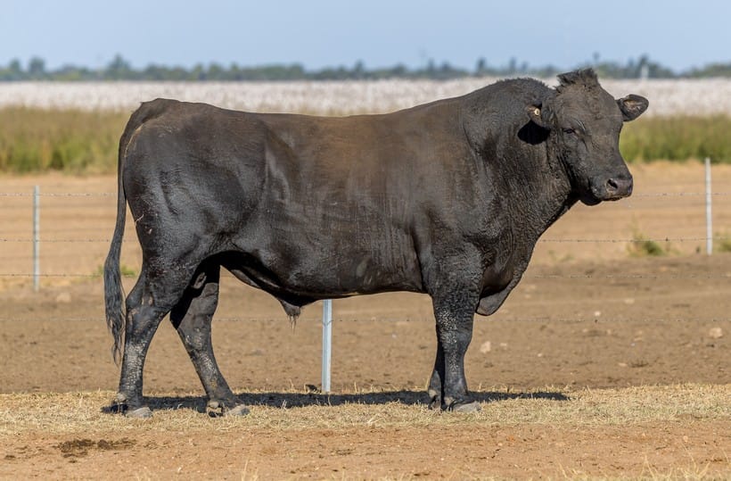 CODENWARRA HIRASHIGETAYASU P2411, fullblood Wagyu sire