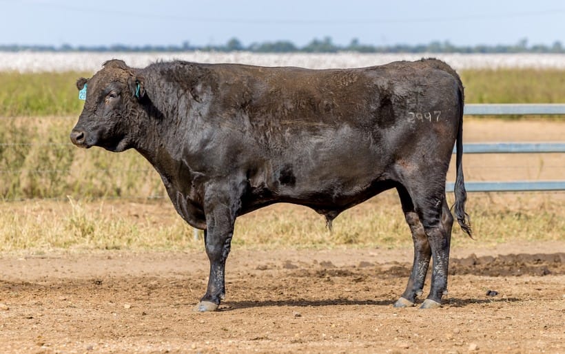 CODENWARRA HIRASHIGETAYASU R2997, fullblood Wagyu sire