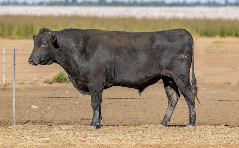 CODENWARRA HIRASHIGETAYASU R3000 (AI), fullblood Wagyu sire