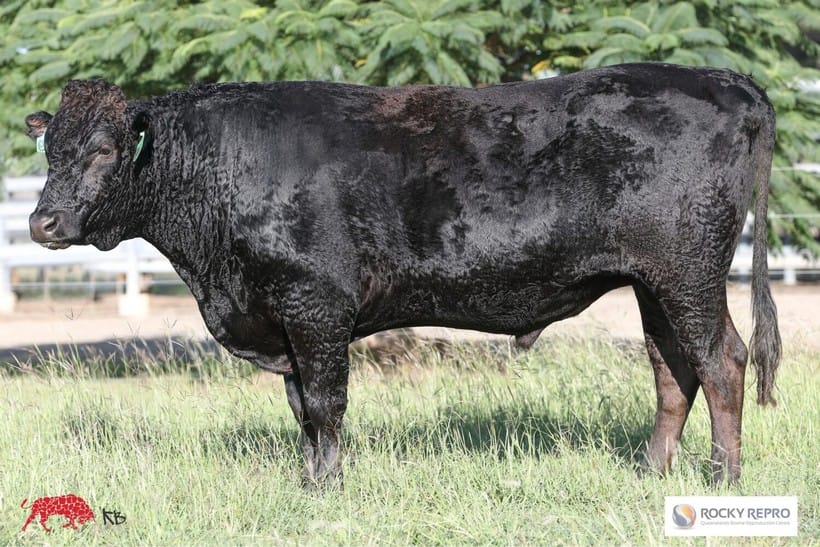 MARATHON ITOSHIGENAMI R0049 (ET), fullblood Wagyu sire