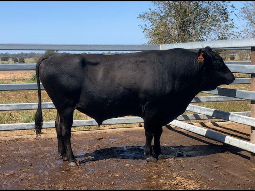 SUNLAND ITOSHIGENAMI H2241 (AI) (ET), fullblood Wagyu sire