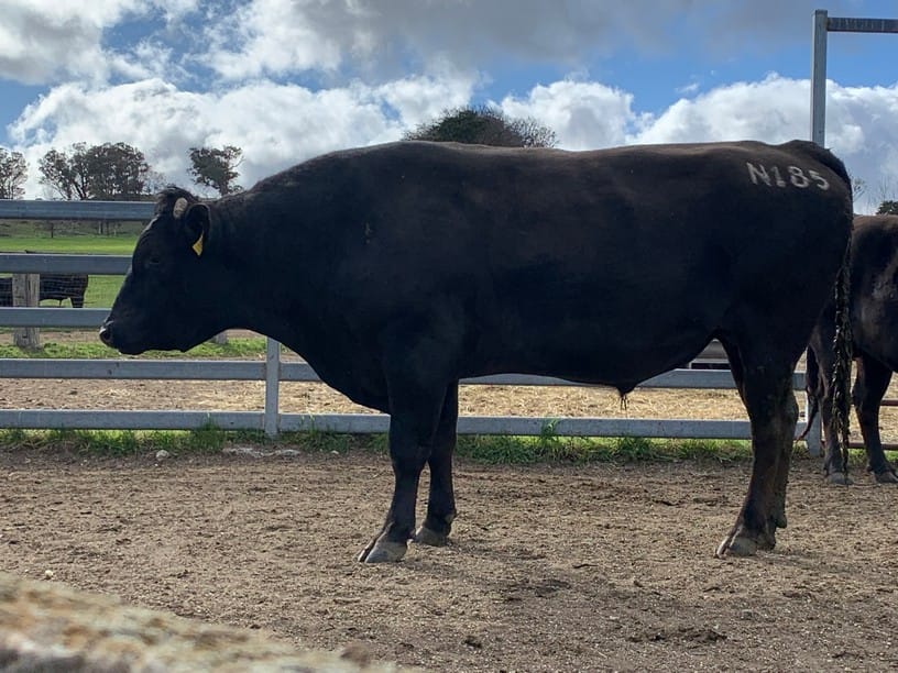 TRENT BRIDGE N185 (ET), fullblood Wagyu sire
