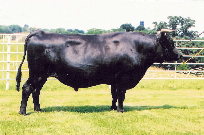 WORLD K'S MICHIFUKU, fullblood Wagyu sire