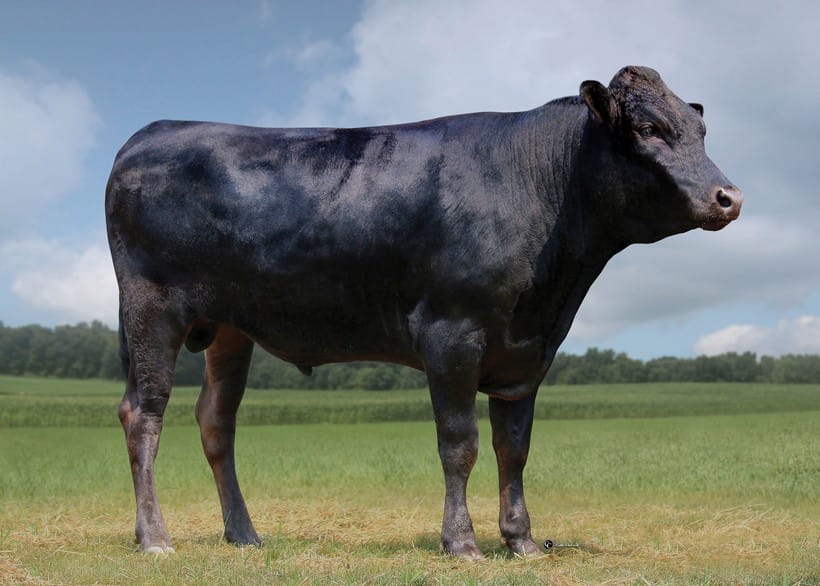 WYNDFORD ITOGUNI 308H (AI), fullblood Wagyu sire